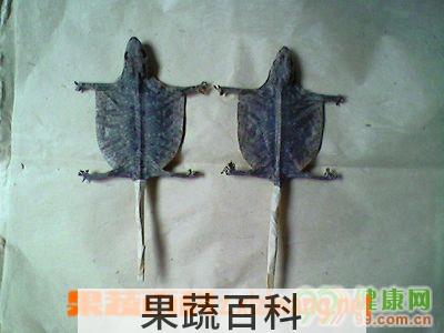 果蔬百科蛤蚧