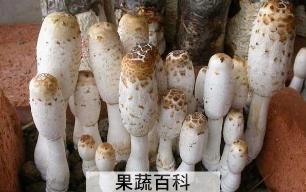 毛头鬼伞的营养价值 毛头鬼伞的食用价值