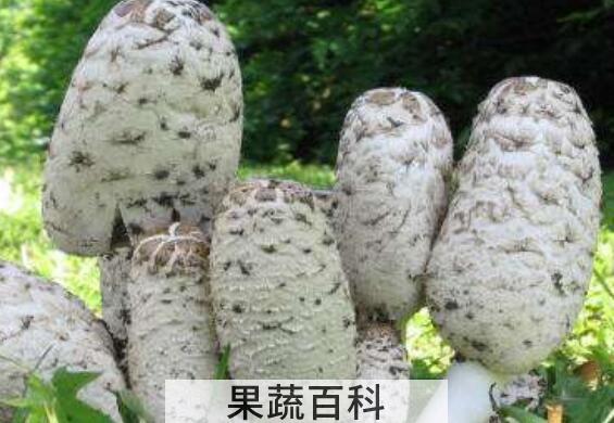 毛头鬼伞的营养价值 毛头鬼伞的食用价值