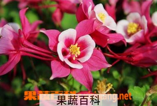 果蔬百科养花常见的三个误区