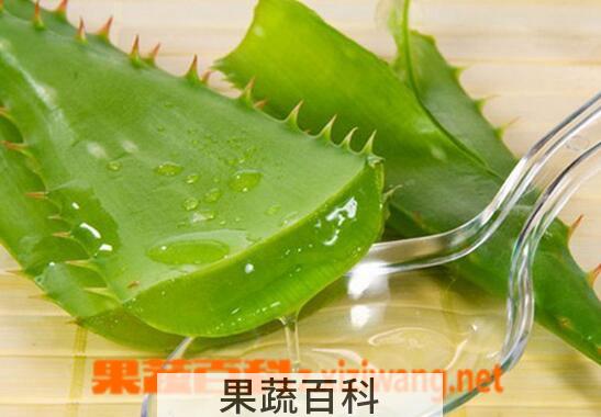 果蔬百科芦荟的美容功效与用法