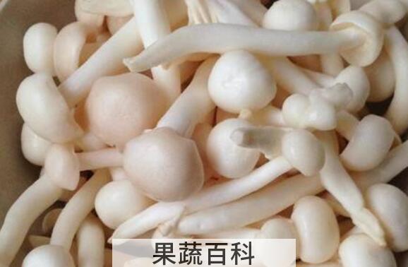白灵菇不能与什么吃 吃白灵菇的禁忌