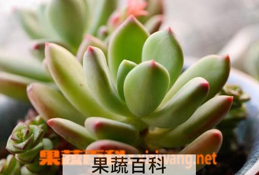 果蔬百科青星美人的养殖方法与注意事项