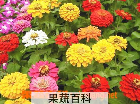 果蔬百科百日草的养殖方法