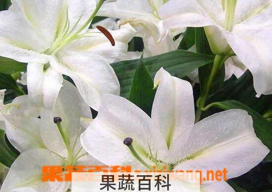 果蔬百科百合花叶子发黄怎么办