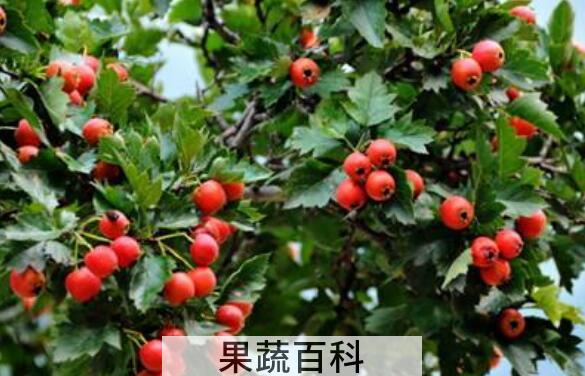 山楂芽叶的功效与作用