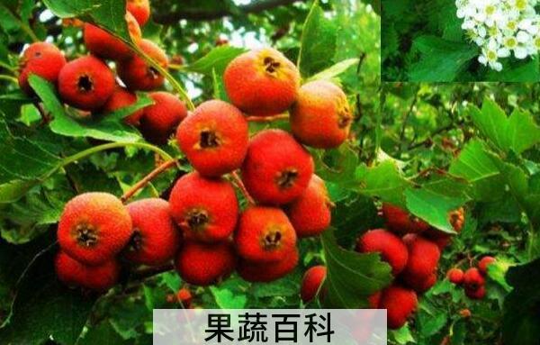 山楂芽叶的功效与作用