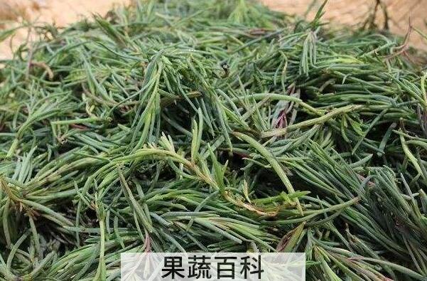 碱蓬菜的功效与作用