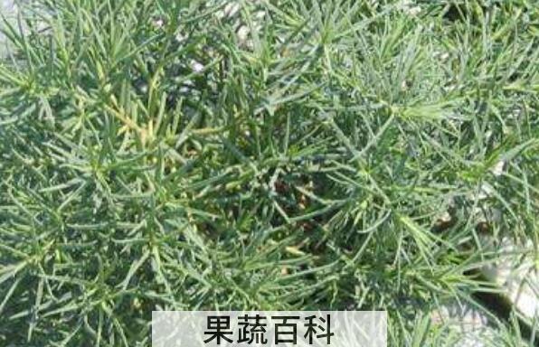 碱蓬菜的功效与作用