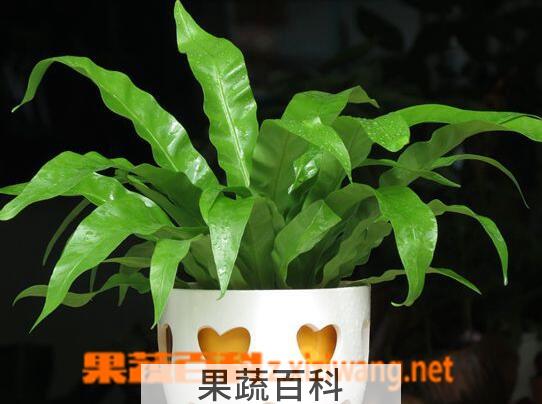 果蔬百科鸟巢蕨叶子焦边怎么办