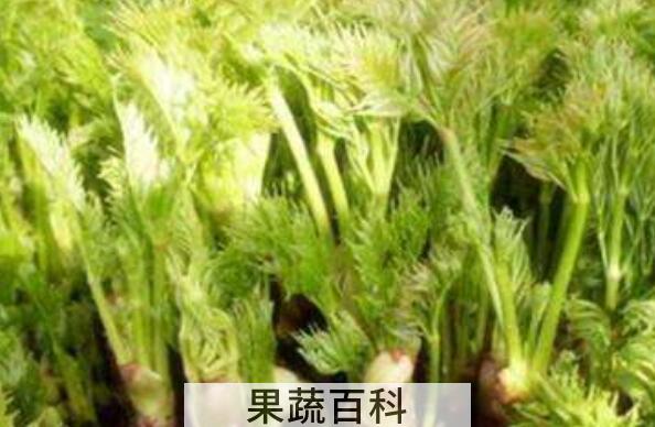 苦乐芽的作用与功效