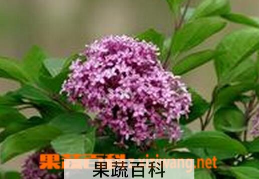 果蔬百科丁香花的养殖方法与注意事项