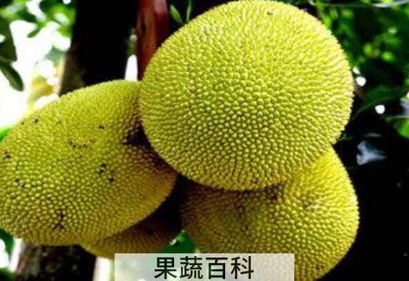 菠萝蜜和榴莲的区别