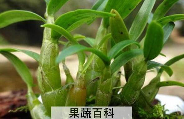 石斛兰怎么吃 石斛兰的食用方法