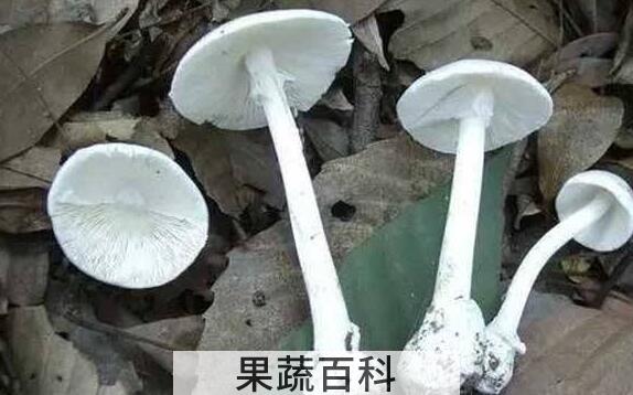 大白菇与白毒伞区别 怎么鉴别毒蘑菇