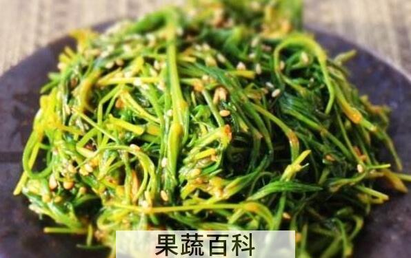 海蓬菜什么人不宜多吃 海蓬菜的禁忌