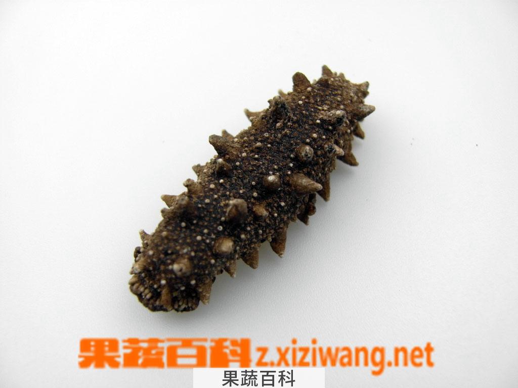 果蔬百科海参