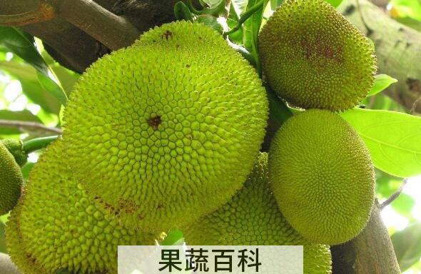 菠萝蜜怎么吃 菠萝蜜的食用方法