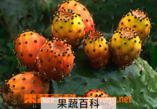 果蔬百科仙人掌的果实能吃吗