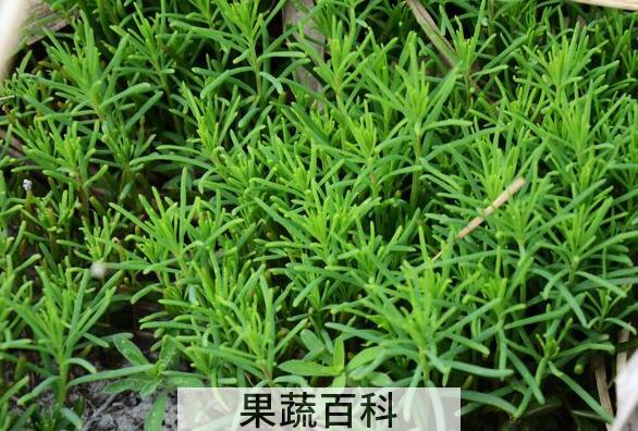 海蓬菜的营养价值 海蓬菜的药用价值