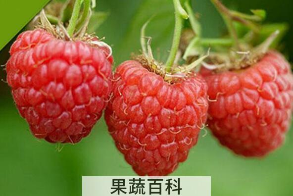 树莓的功效与作用禁忌