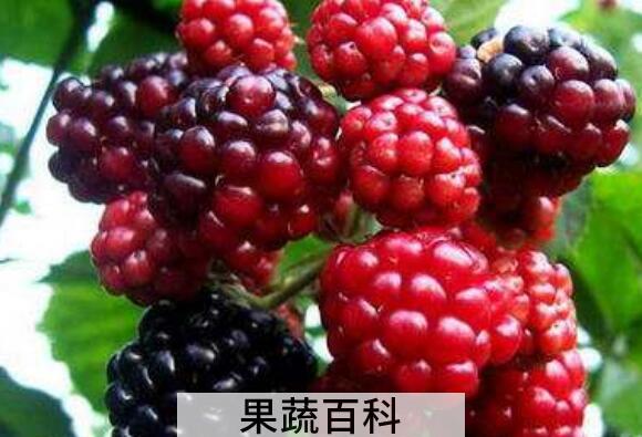 树莓的功效与作用禁忌