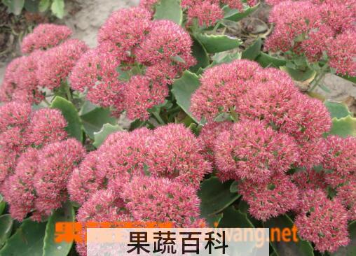 果蔬百科八宝景天的功效与作用