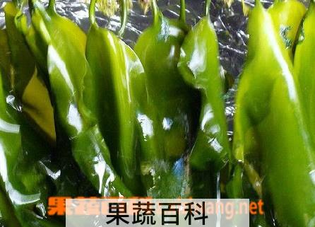 果蔬百科海带