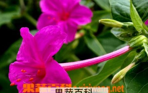 紫茉莉的药用功效与常见用法