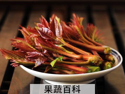 香椿