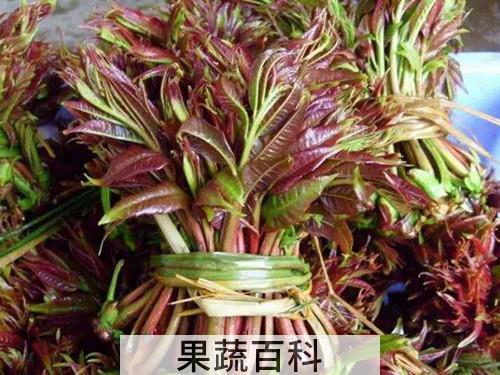 香椿