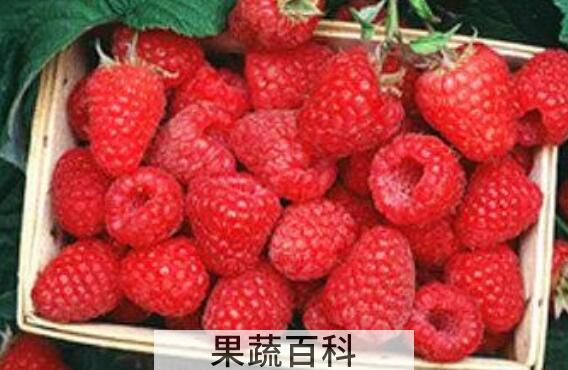 覆盆子是什么 覆盆子的功效与作用