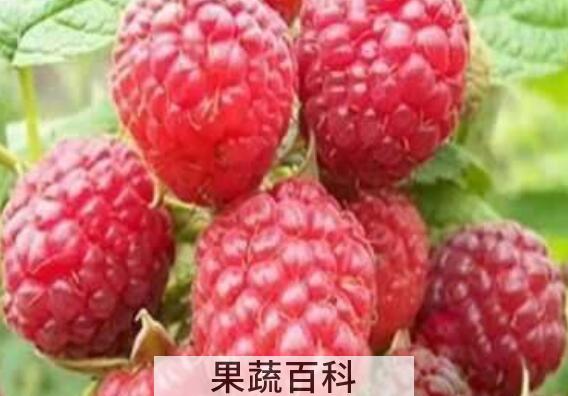 覆盆子是什么 覆盆子的功效与作用