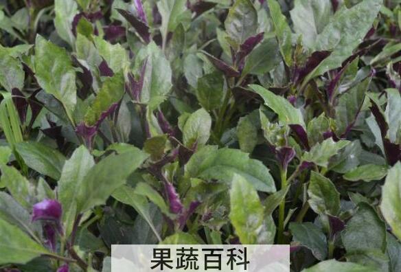 红凤菜的功效与作用 吃红凤菜的好处