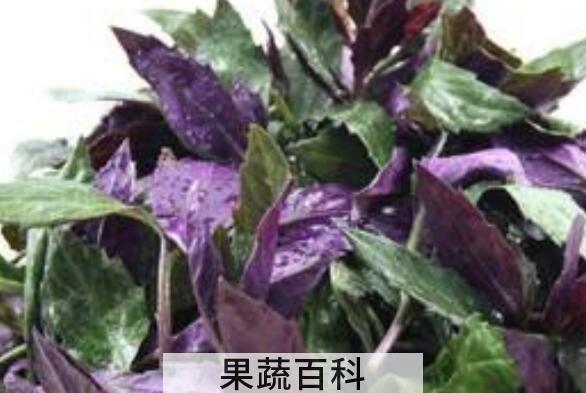 红凤菜的功效与作用 吃红凤菜的好处