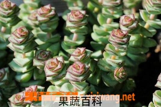 果蔬百科钱串子的养殖方法