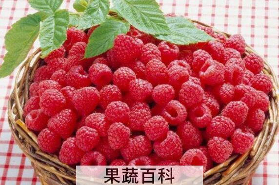树莓和覆盆子的区别 树莓怎么吃