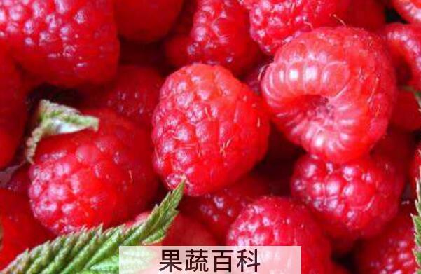 树莓和覆盆子的区别 树莓怎么吃
