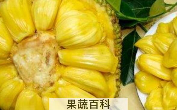 如何挑选菠萝蜜 菠萝蜜选购技巧教程
