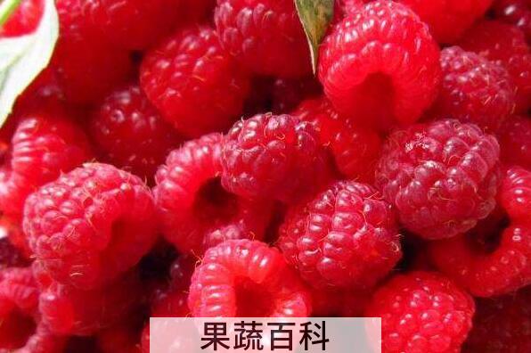 山莓和树莓的区别 山莓的功效与作用