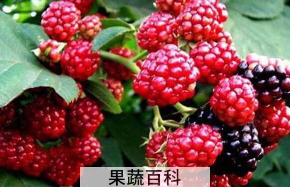 山莓和树莓的区别 山莓的功效与作用