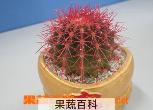 果蔬百科盆栽仙人球的养殖方法