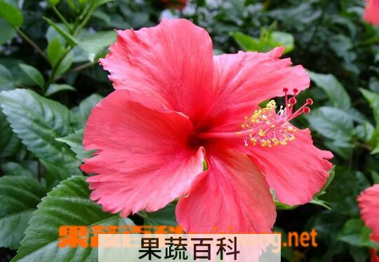 果蔬百科扶桑花的功效与作用