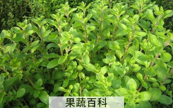马郁兰怎么食用 马郁兰的食用方法