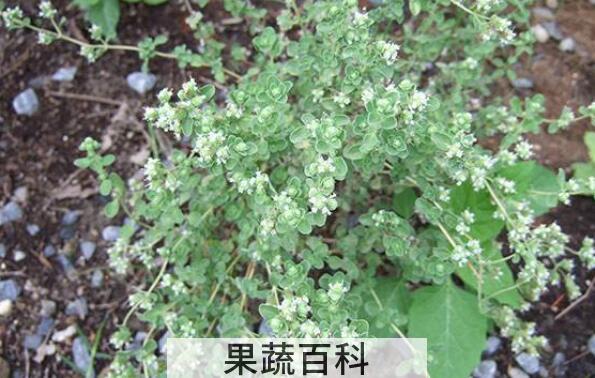 马郁兰怎么食用 马郁兰的食用方法
