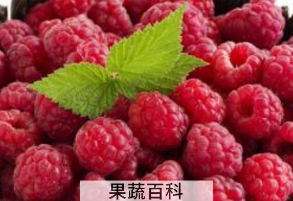 干覆盆子怎么泡水喝 