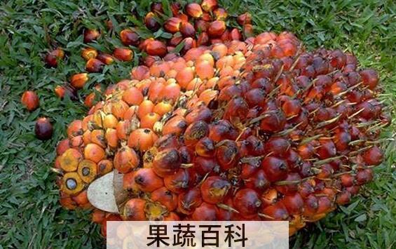 棕树果的功效与作用　棕树果怎么食用