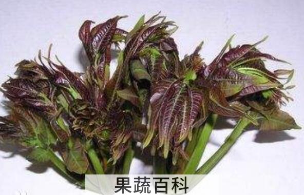 椿叶的功效与作用 椿叶是否有毒