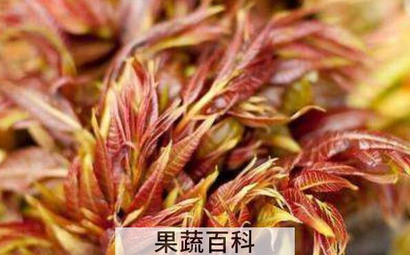 椿叶怎么吃 椿叶的食用方法