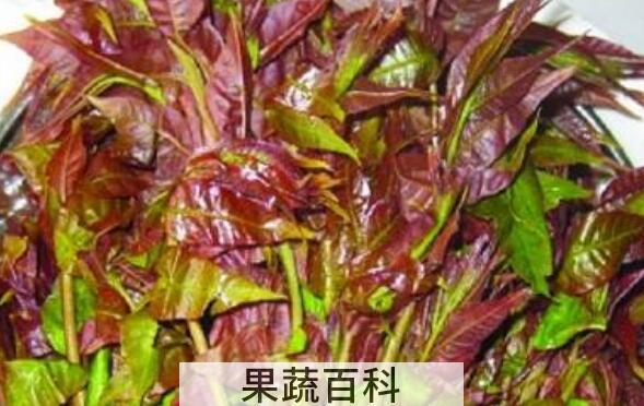 椿叶怎么吃 椿叶的食用方法